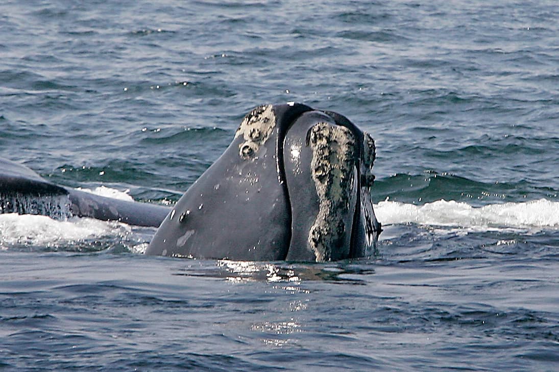 Monterey Bay Aquarium off the hook in Maine lobstermen lawsuit